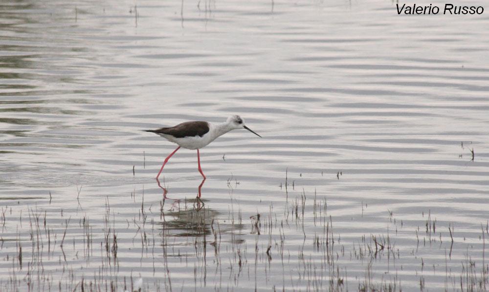 Himantopus himantopus -laguna de Fuente piedra (Malaga)